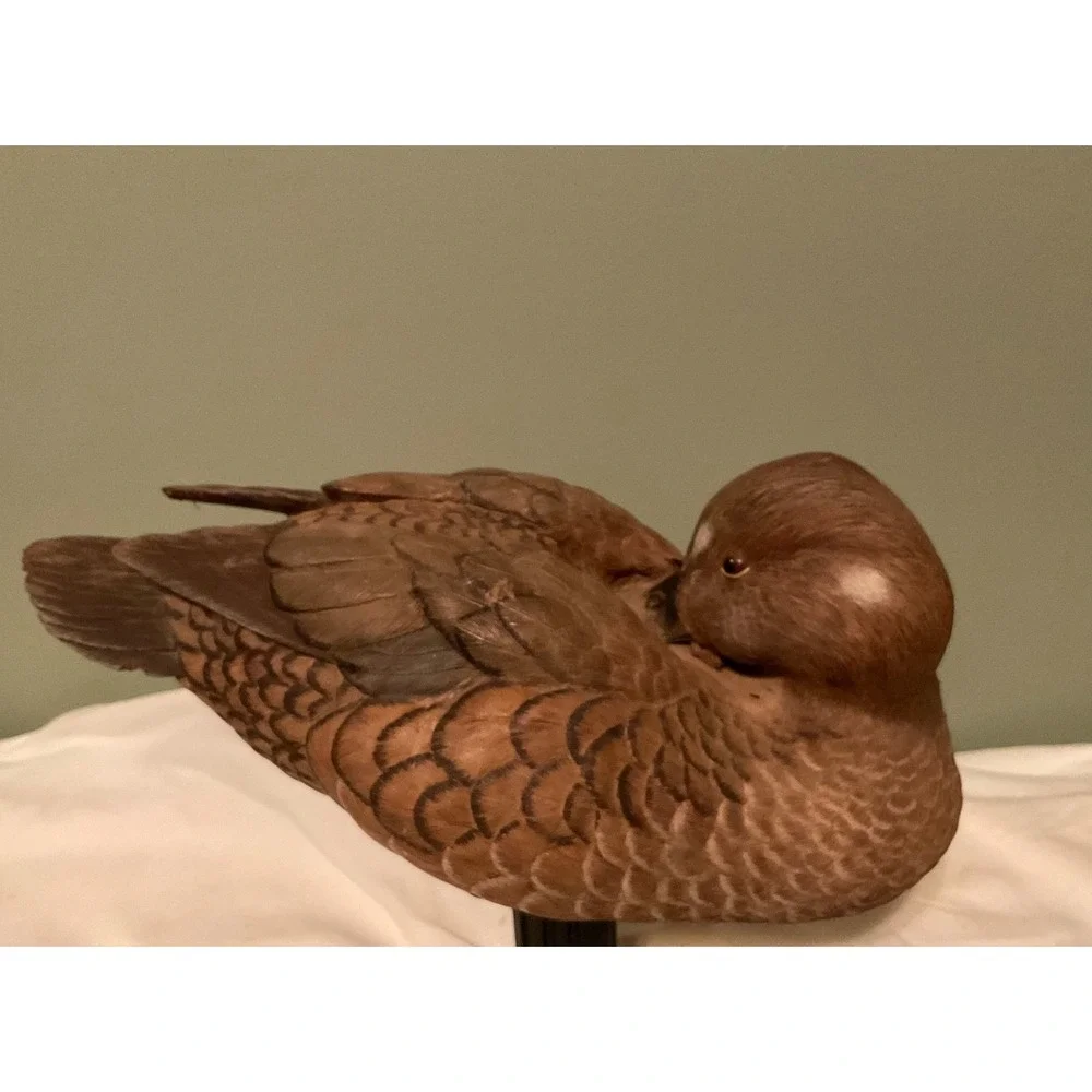 Natures Window harlequinn duck